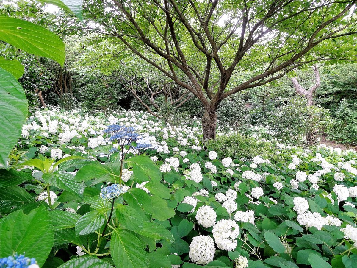 ホライゾン Villa Oshima Ngoại thất bức ảnh